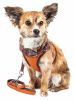 Pet Life Luxe 'Pawsh' 2-In-1 Mesh Reversed Adjustable Dog Harness-Leash W/ Fashion Bowtie - Small