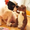 1 Random Color Stuffed Dinosaur Dog Sounding Toy; Dog Training Toy; dog chew toy - 9.84 inch - Orange