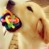 Pet Dog Puppy Cat Colorful Rubber Training Chew Ball Small Bell Squeaky Sound Play Toy Dog Bite Resistant Ball Dog Accessories - as the picture